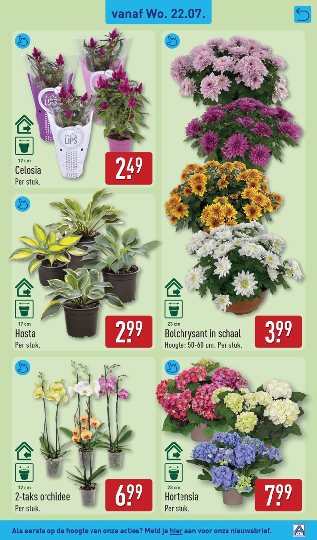 Bolchrysant in schaal, gemarkeerd op pagina 37 van de Aldi folder