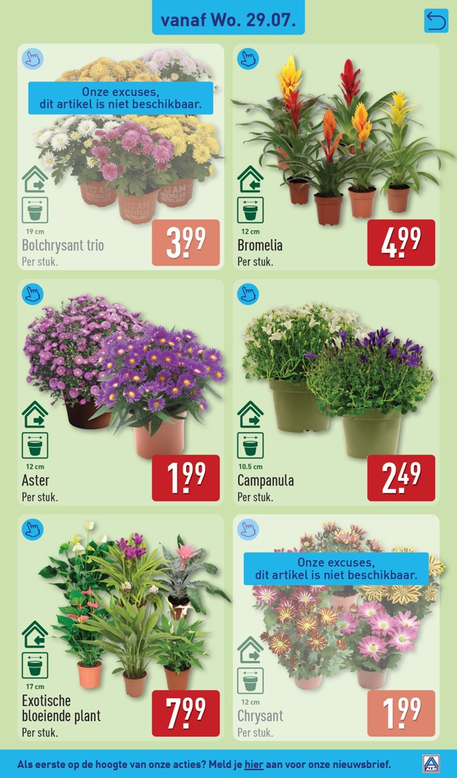 Aster, gemarkeerd op pagina 35 van de Aldi folder