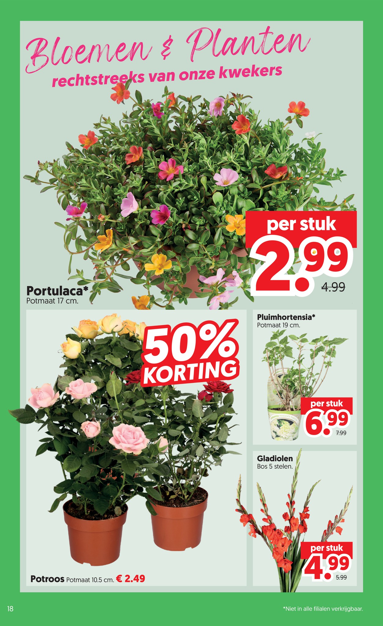 Pluimhortensia, gemarkeerd op pagina 18 van de Dekamarkt folder