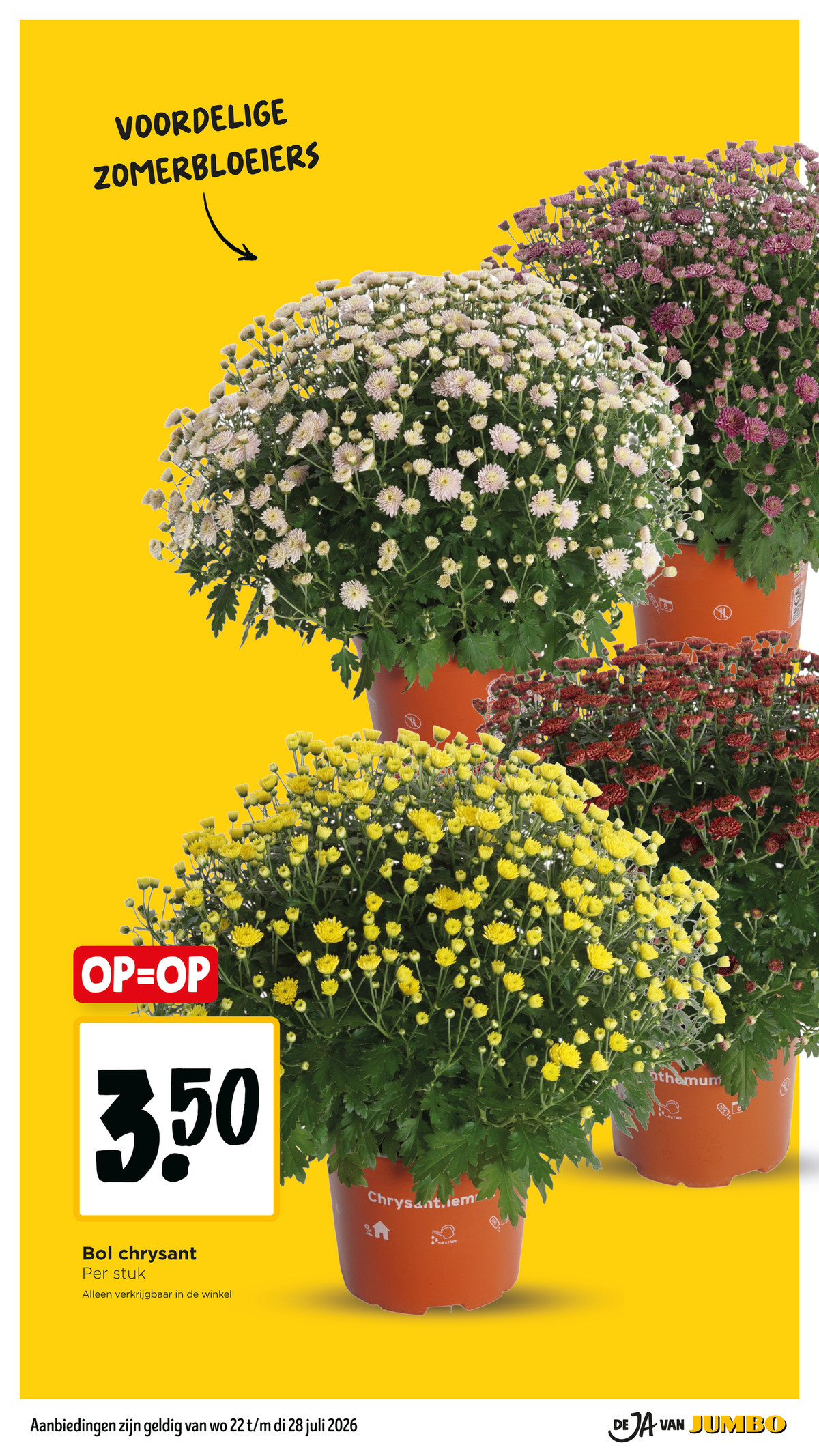 Bol chrysant, gemarkeerd op pagina 28 van de Jumbo folder