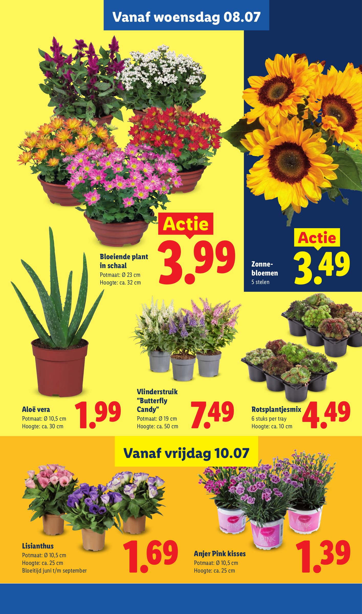 Rotsplantjesmix, gemarkeerd op pagina 20 van de Lidl folder