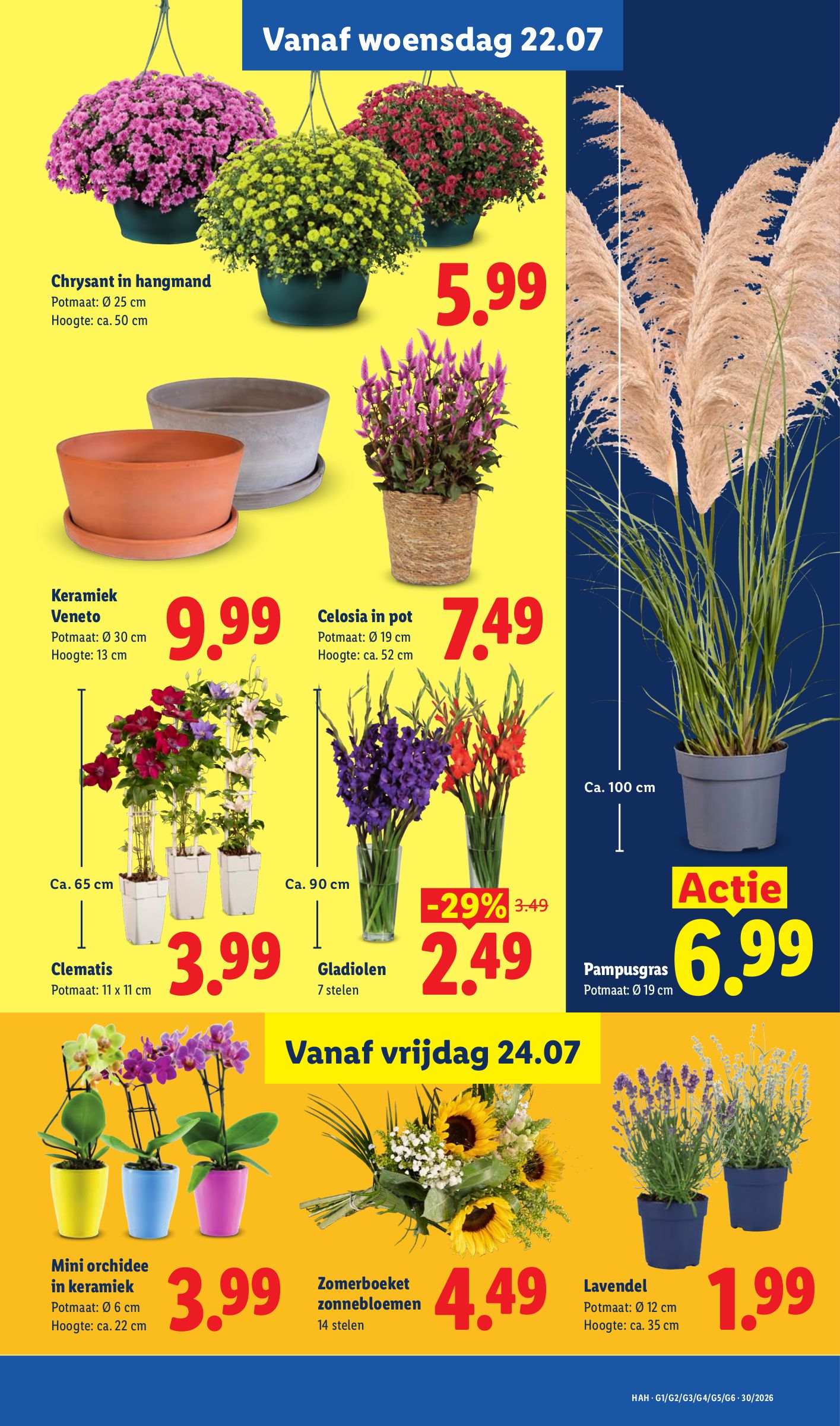 Pampusgras, gemarkeerd op pagina 14 van de Lidl folder