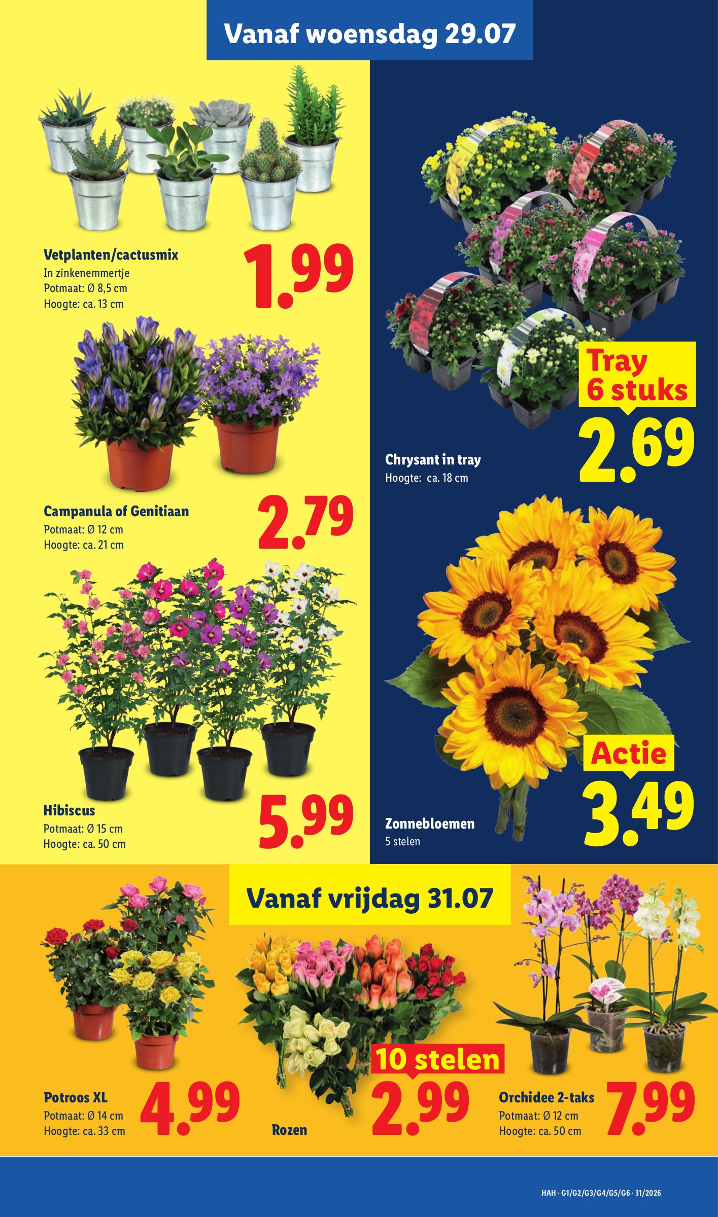 Rozen, gemarkeerd op pagina 23 van de Lidl folder