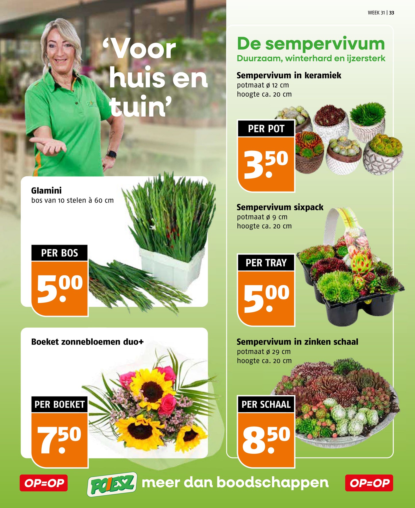 Sempervivum sixpack, gemarkeerd op pagina 33 van de Poiesz folder