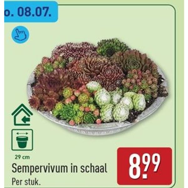 Sempervivum in schaal
