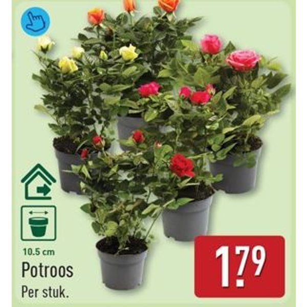 Potroos