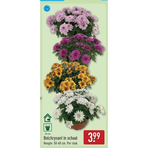 Bolchrysant in schaal