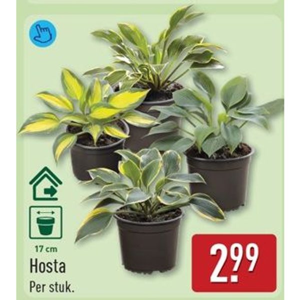 Hosta