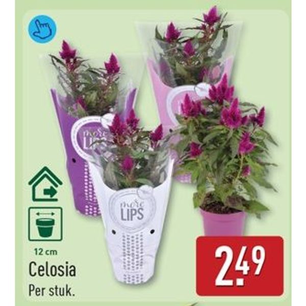 Celosia
