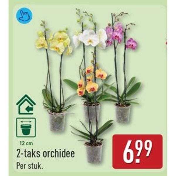 2-taks orchidee
