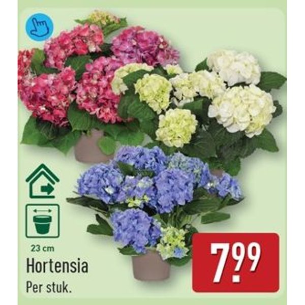 Hortensia