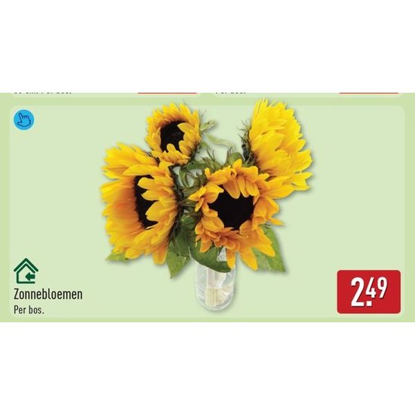 Zonnebloemen