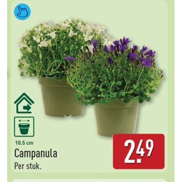 Campanula