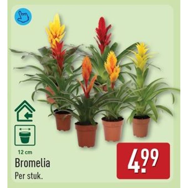 Bromelia