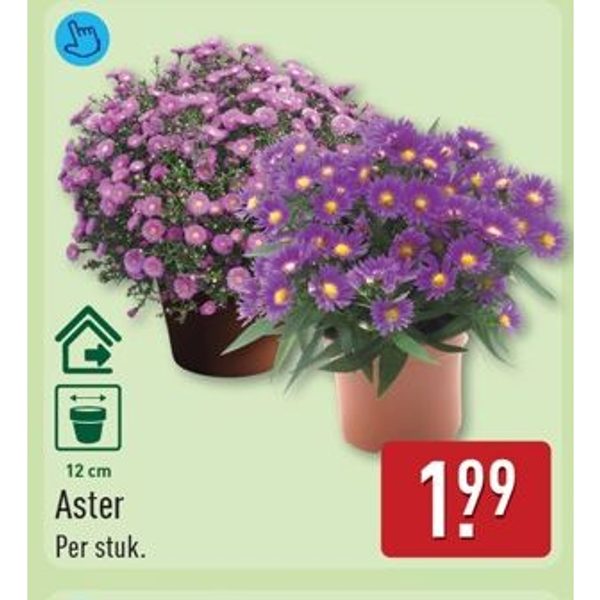 Aster