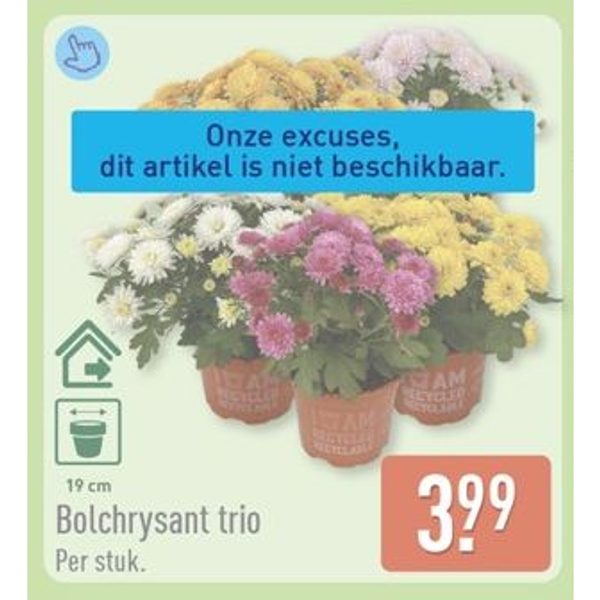 Bolchrysant trio