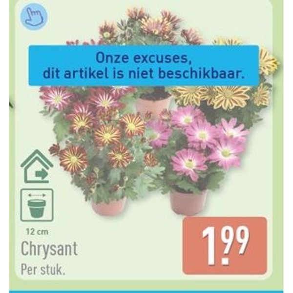 Chrysant