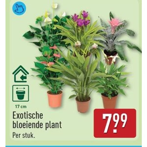 Exotische bloeiende plant