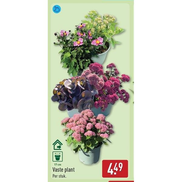 Vaste plant