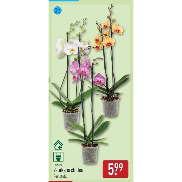 2-taks orchidee
