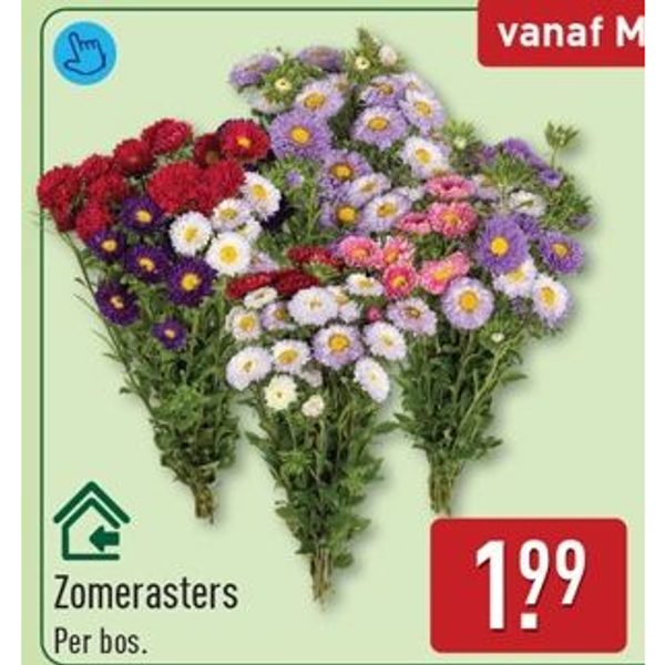 Zomerasters