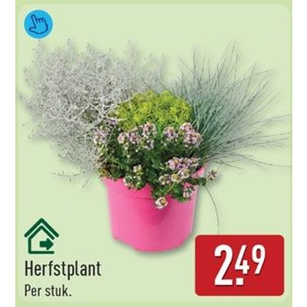 Herfstplant