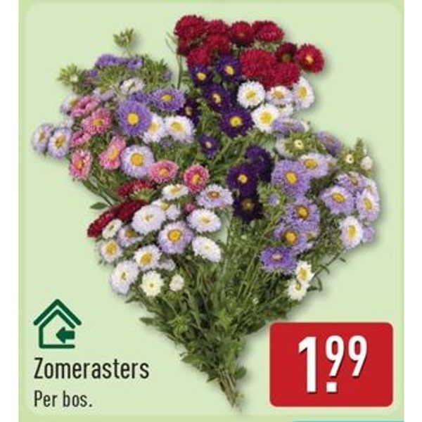Zomerasters