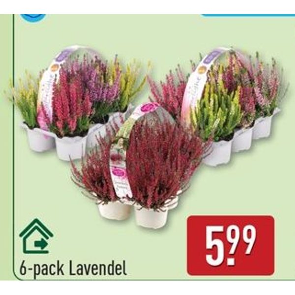 6-pack Lavendel