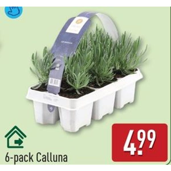 6-pack Calluna