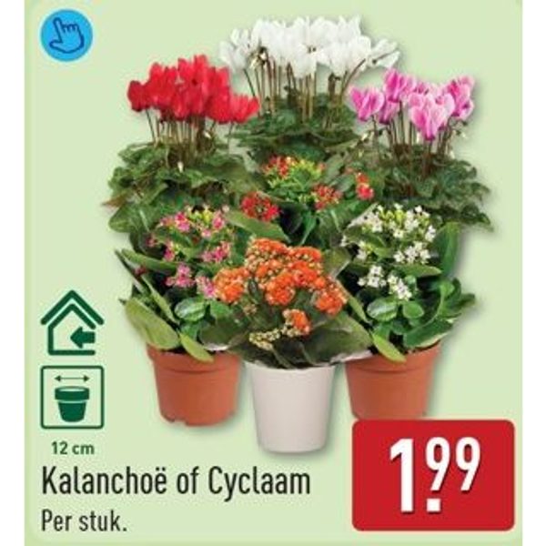 Kalanchoë of Cyclaam