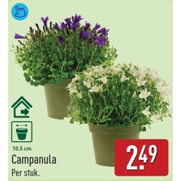 Campanula