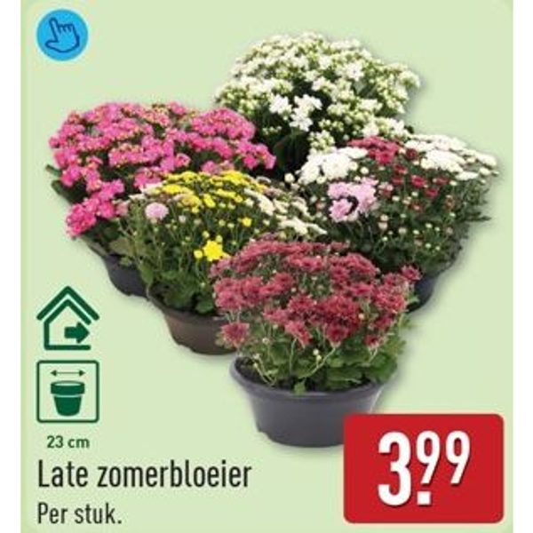 Late zomerbloeier