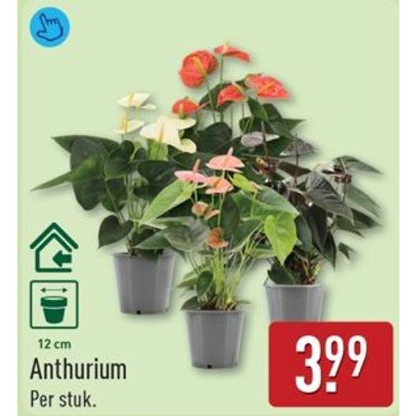 Anthurium
