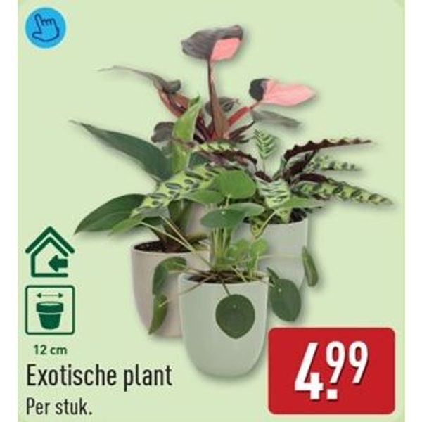 Exotische plant