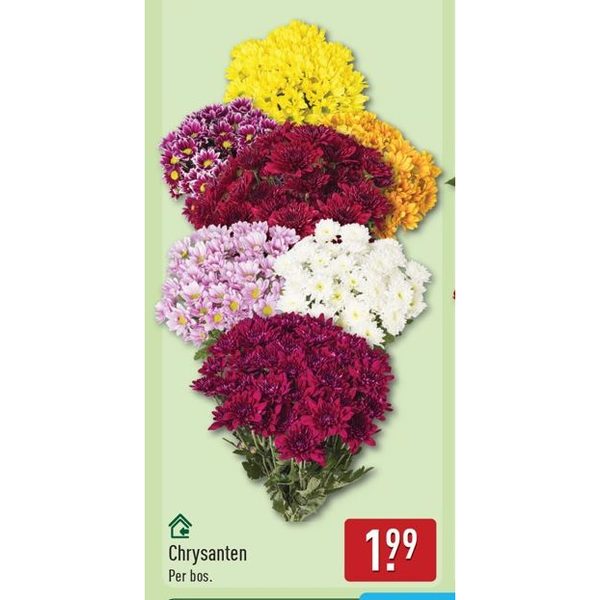 Chrysanten