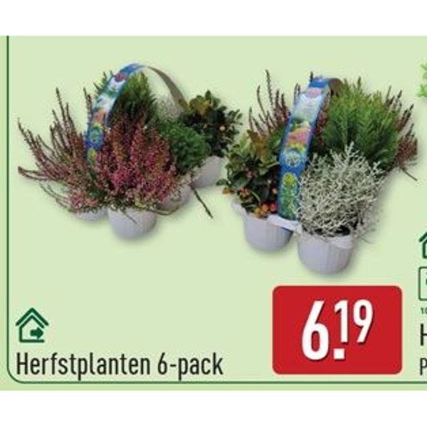 Herfstplanten 6-pack