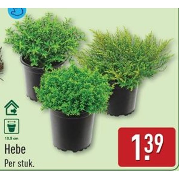 Hebe