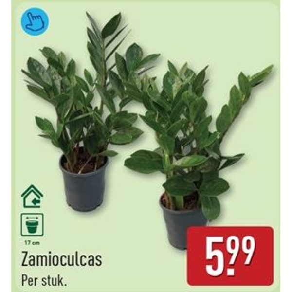 Zamioculcas