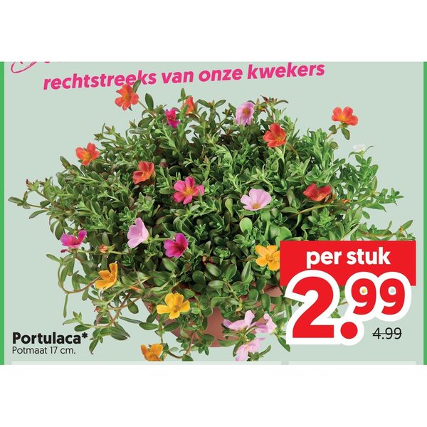Portulaca