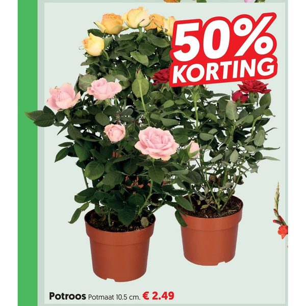 Potroos