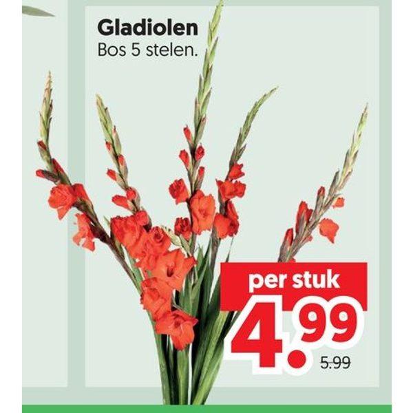 Gladiolen
