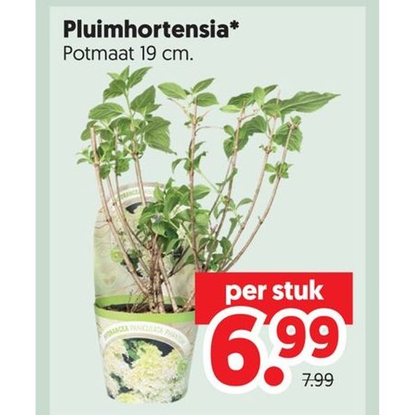 Pluimhortensia