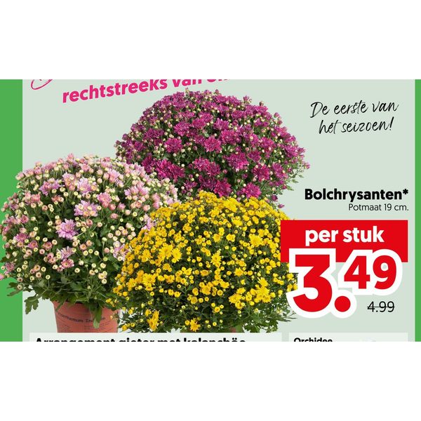 Bolchrysanten