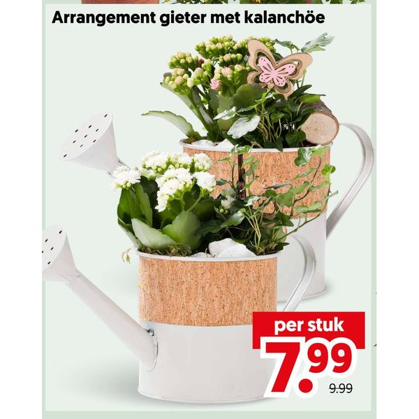Arrangement gieter met kalanchöe