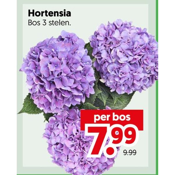 Hortensia