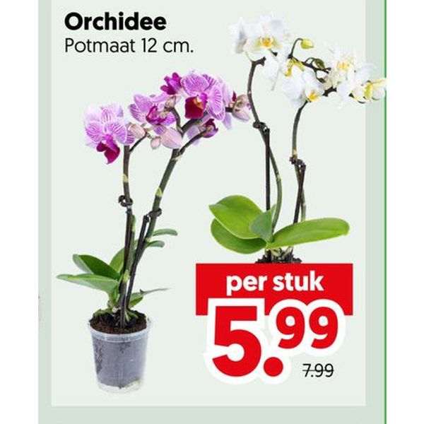 Orchidee