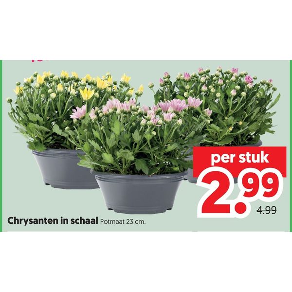 Chrysanten in schaal