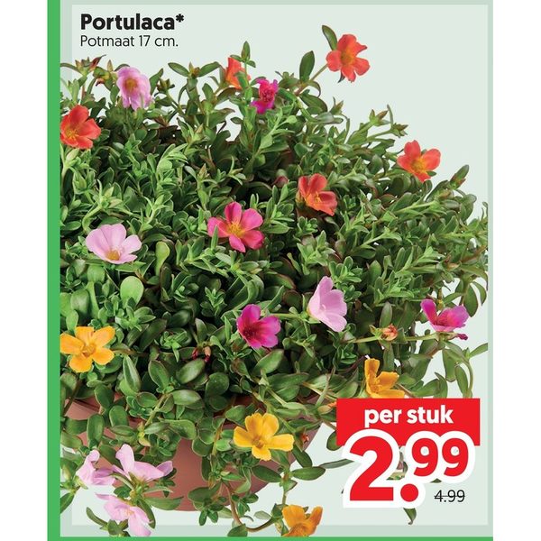 Portulaca
