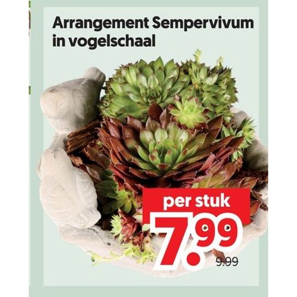 Arrangement Sempervivum in vogelschaal