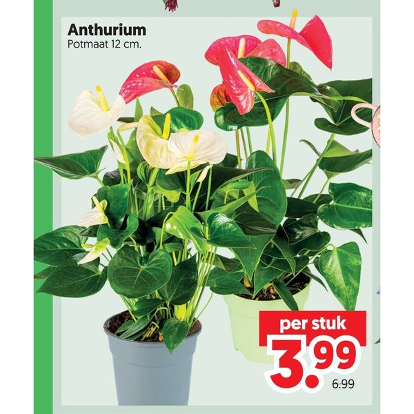 Anthurium